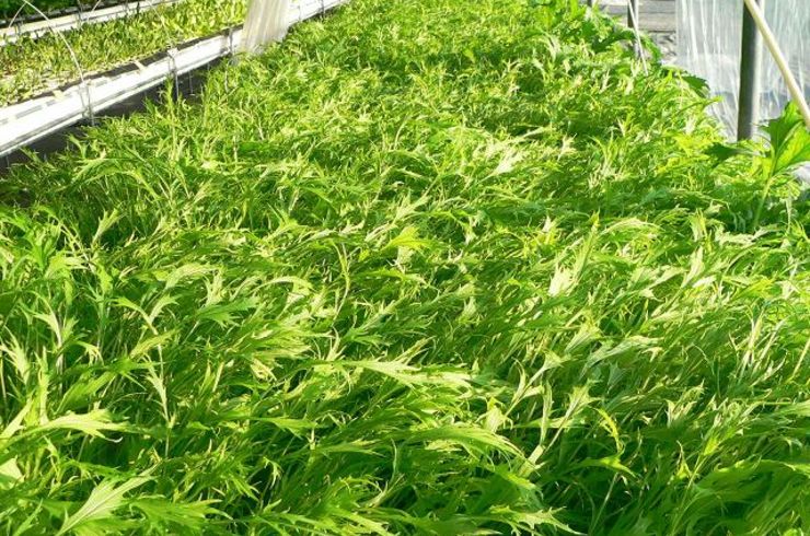 穂栄,すいえい,水菜,酸素水,潅水,ナノバブル,水耕栽培