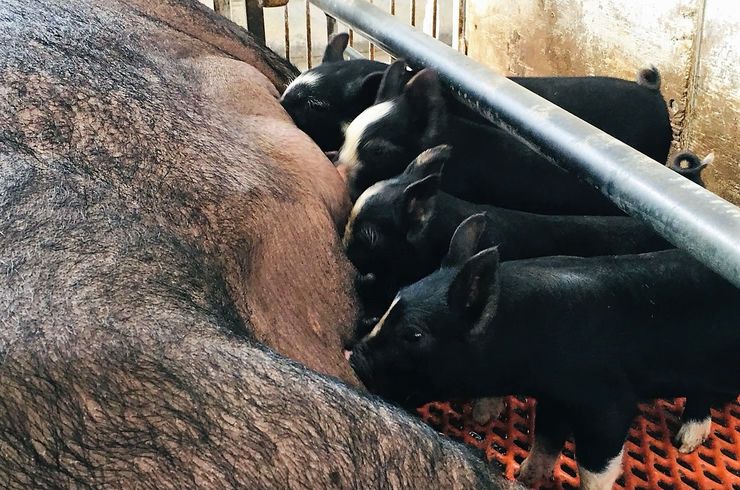 穂栄,すいえい,養豚,酸素水,酸素供給,ナノバブル,分娩率