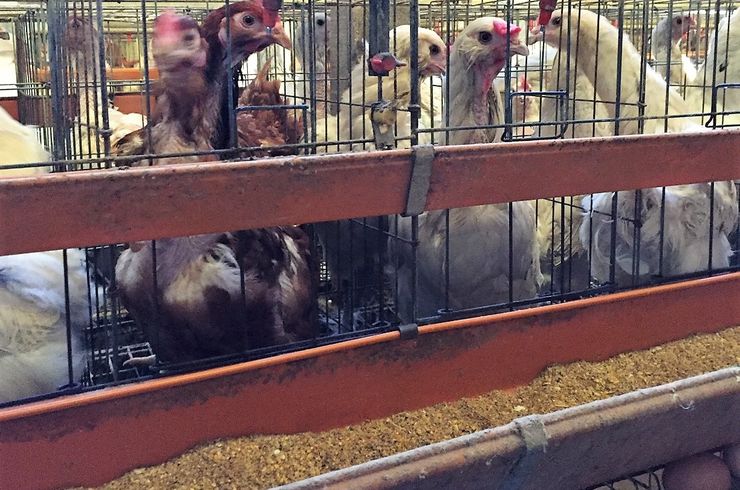 穂栄,すいえい,養鶏,産卵鶏,酸素供給,ナノバブル,産卵量