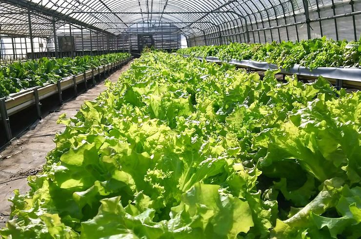 穂栄,すいえい,サンチュ,酸素水,酸素供給,潅水,水耕栽培,ナノバブル