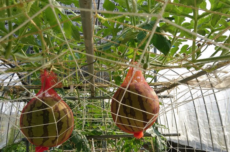 穂栄,すいえい,スイカ,酸素水,酸素供給,潅水,水耕栽培,ナノバブル