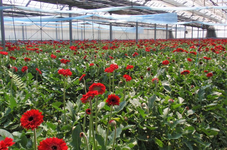 穂栄,すいえい,ガーベラ,酸素水,潅水,酸素供給,ナノバブル