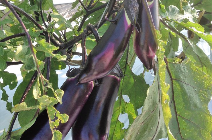 穂栄,すいえい,ナス,酸素水,潅水,酸素供給,ナノバブル