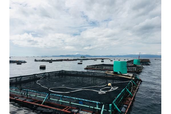 穂栄,すいえい,水産,養殖,カンパチ,薬浴,OXY+