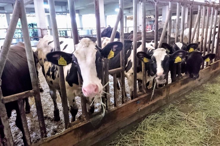 穂栄,すいえい,酪農,乳牛,酸素供給,酸素水,ナノバブル