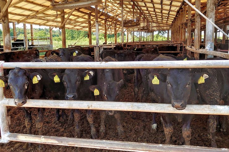 穂栄,すいえい,畜産,育牛,酸素水,肉質向上,ナノバブル