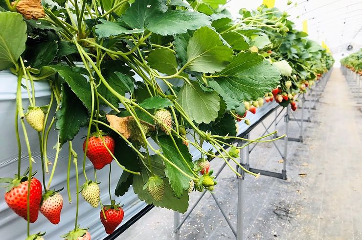 穂栄,すいえい,いちご,高設栽培,酸素水,潅水,ナノバブル