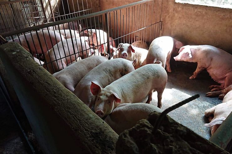 穂栄,すいえい,養豚,酸素水,酸素供給,事故率減少,ナノバブル