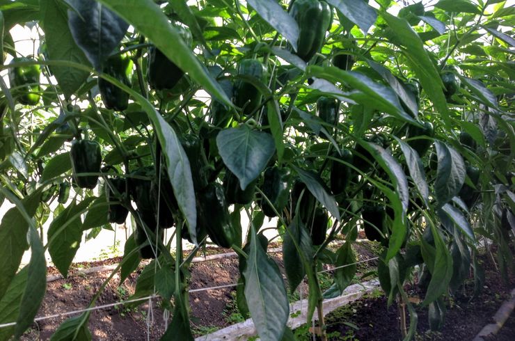 穂栄,すいえい,ピーマン,酸素水,酸素供給,潅水,ナノバブル