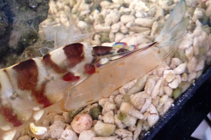 穂栄,すいえい,えび,養殖,水質改善,酸素供給,ナノバブル