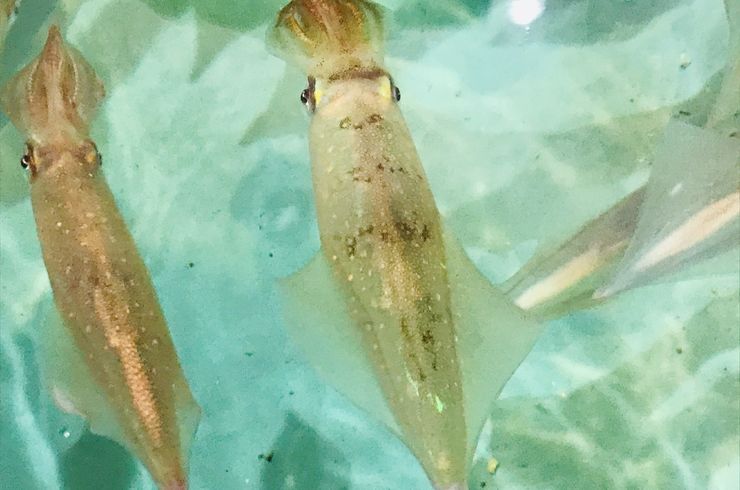 穂栄,すいえい,イカ,いけす,酸素供給,ナノバブル