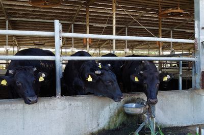 育牛,肥育牛,乳牛,穂栄,すいえい