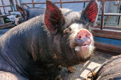 養豚,穂栄,すいえい