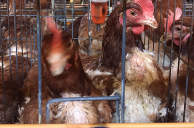 養鶏,採卵鶏,ブロイラー,穂栄,すいえい
