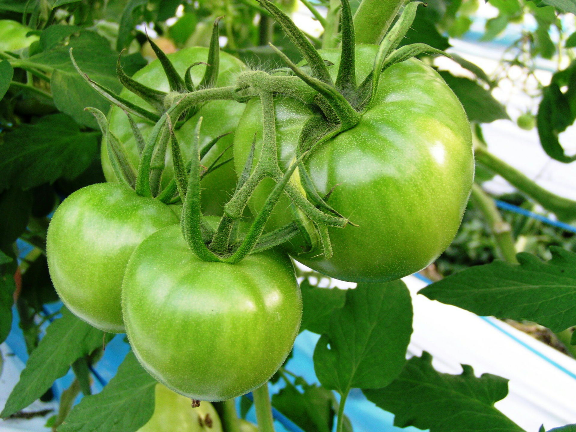 大玉トマト,ミディトマト,酸素,ナノバブル,穂栄