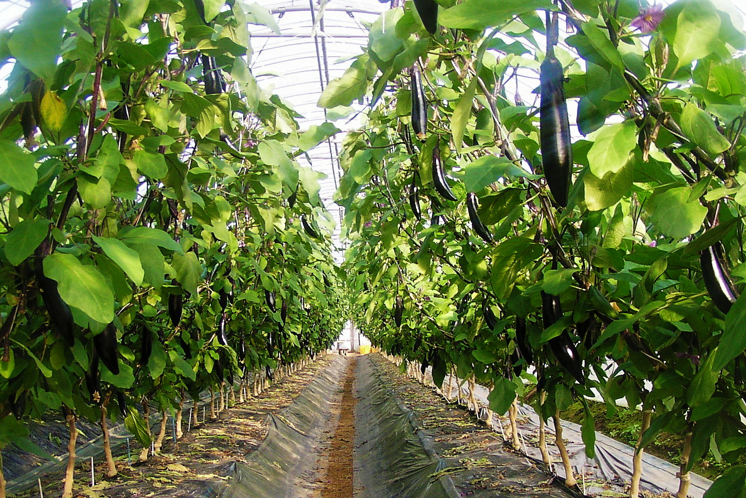 ナス,酸素,ナノバブル,穂栄