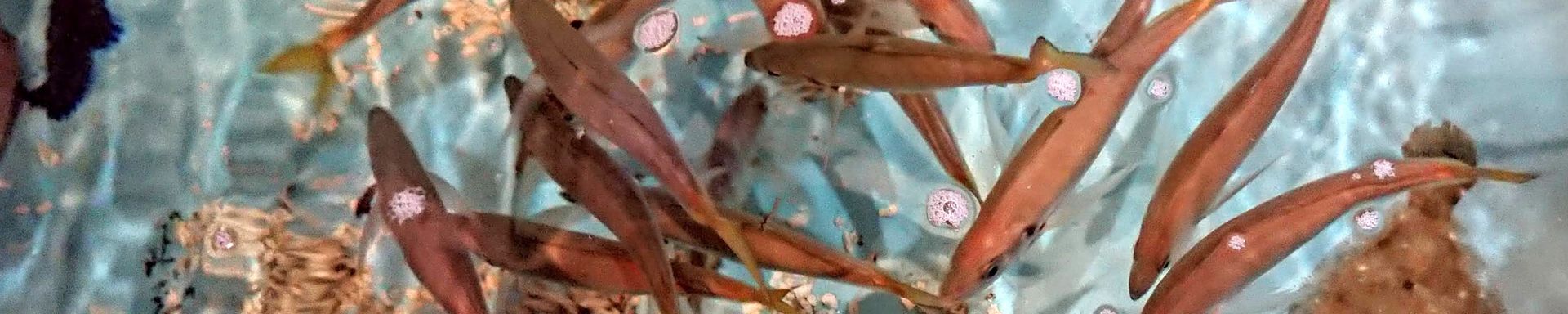 養殖,鮮度保持,水質浄化,穂栄,すいえい