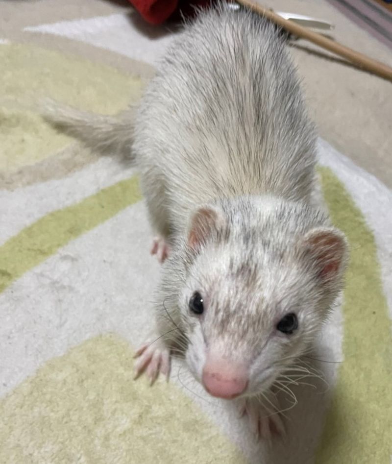 フェレット写真,ペット用,酸素水,premioaqua