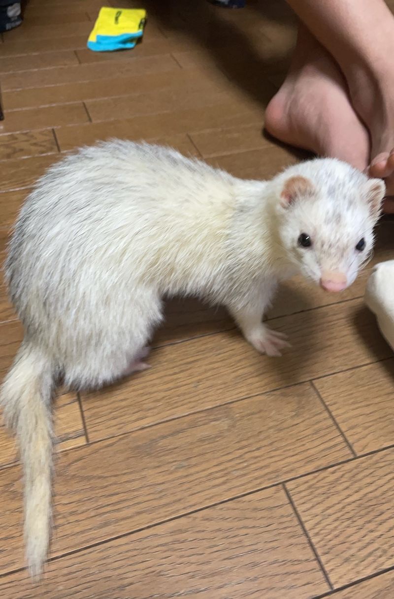 フェレット写真,ペット用,酸素水,premioaqua