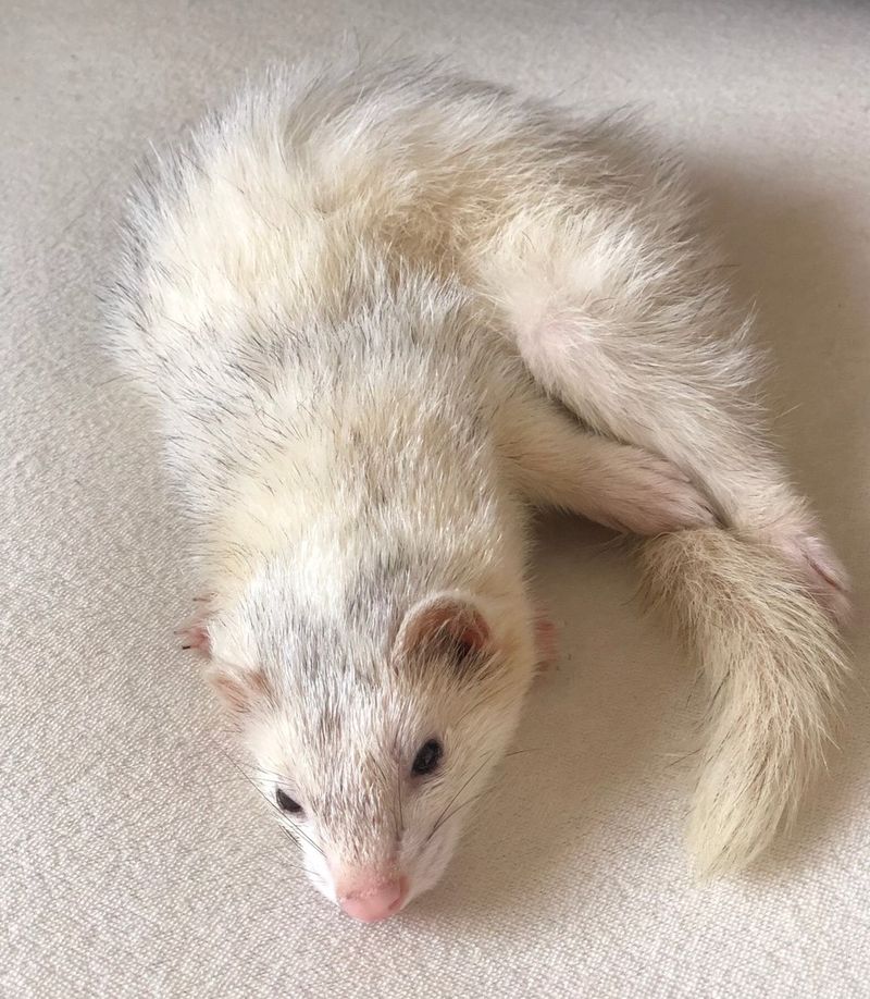 フェレット写真,ペット用,酸素水,premioaqua